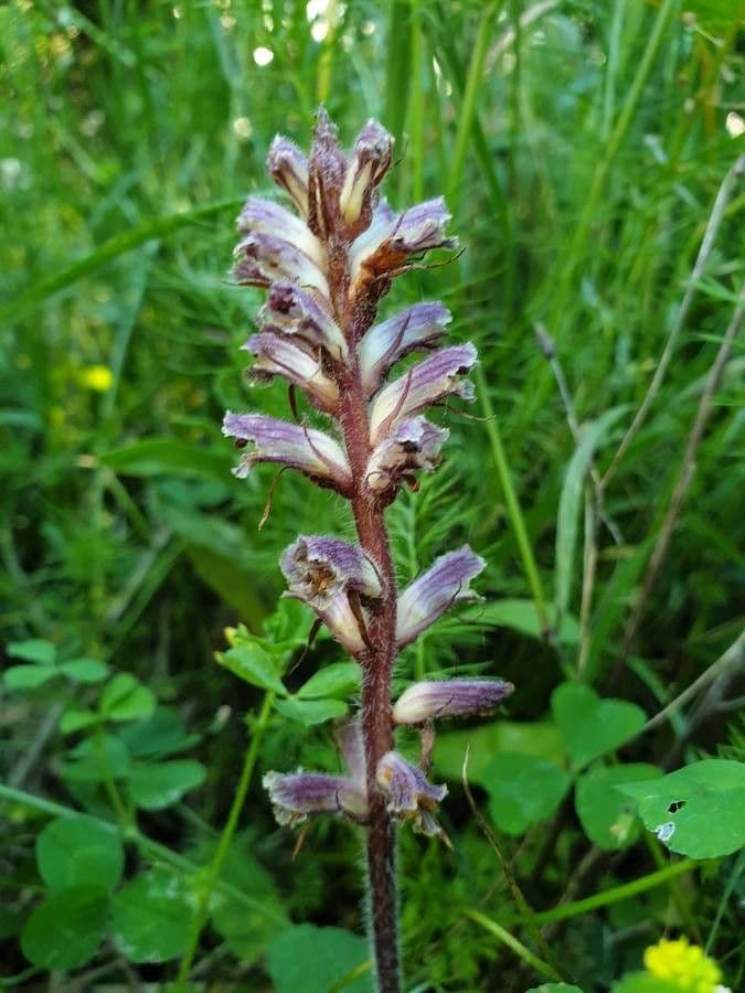 Succiamele minore 17