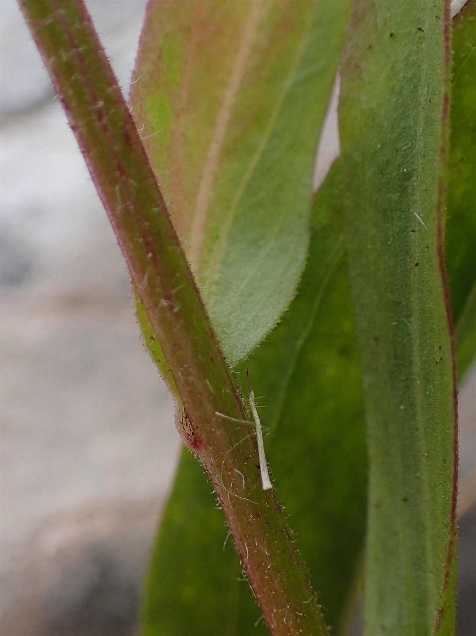 Erigeron alpino 23