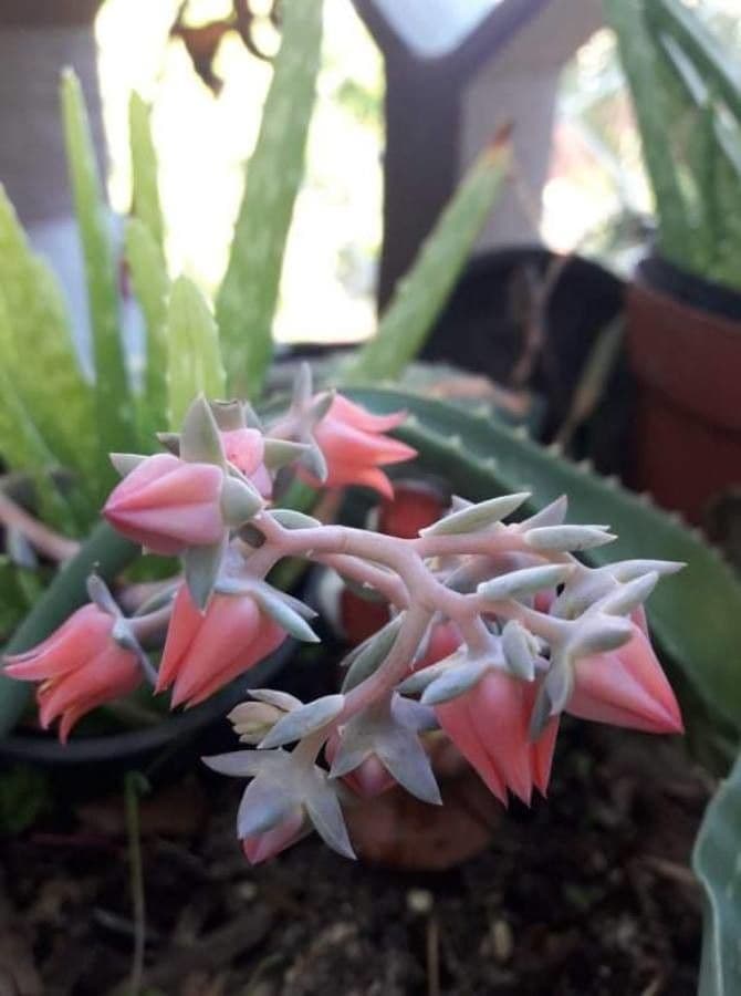 Fleischfarbene Echeverie 2