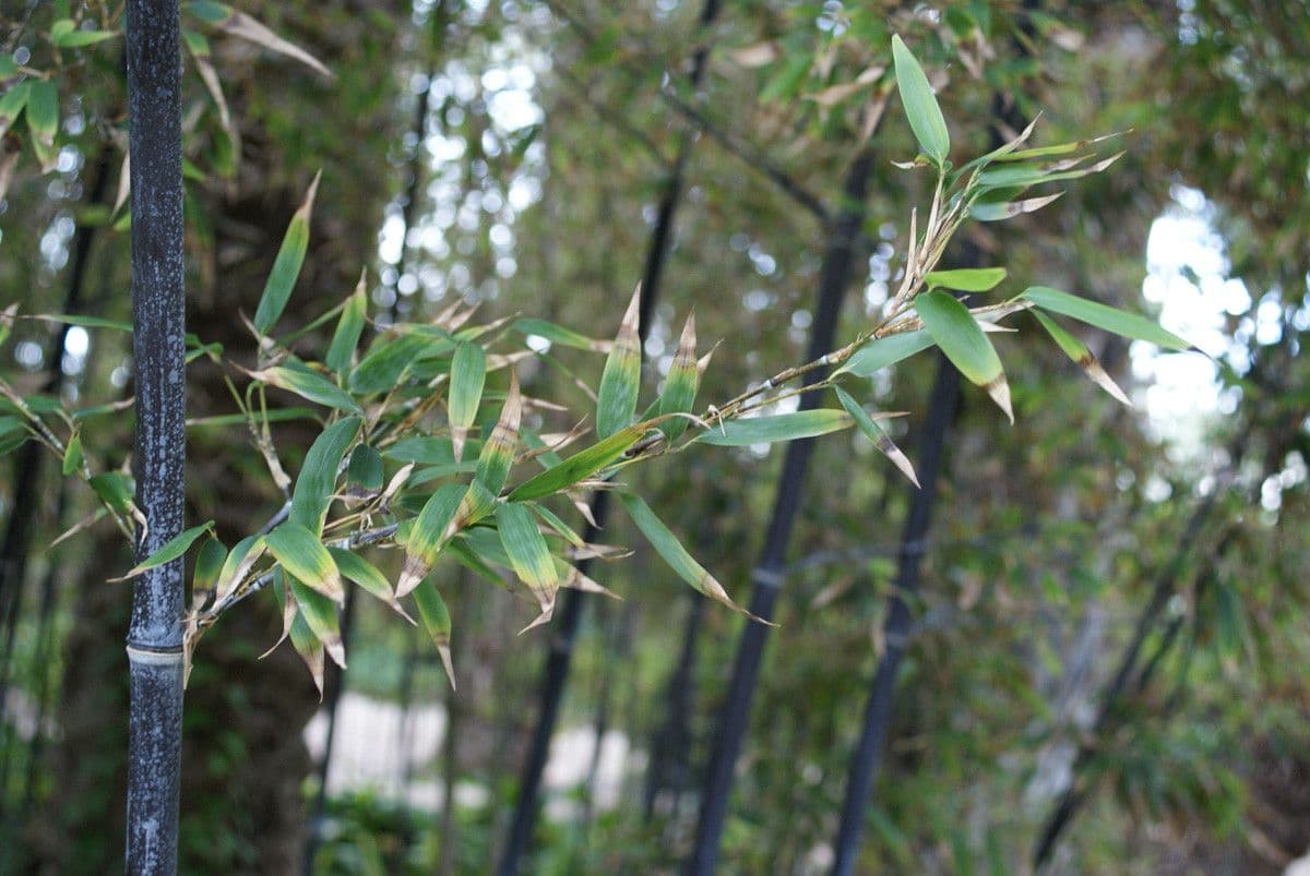 Bambù nero 10
