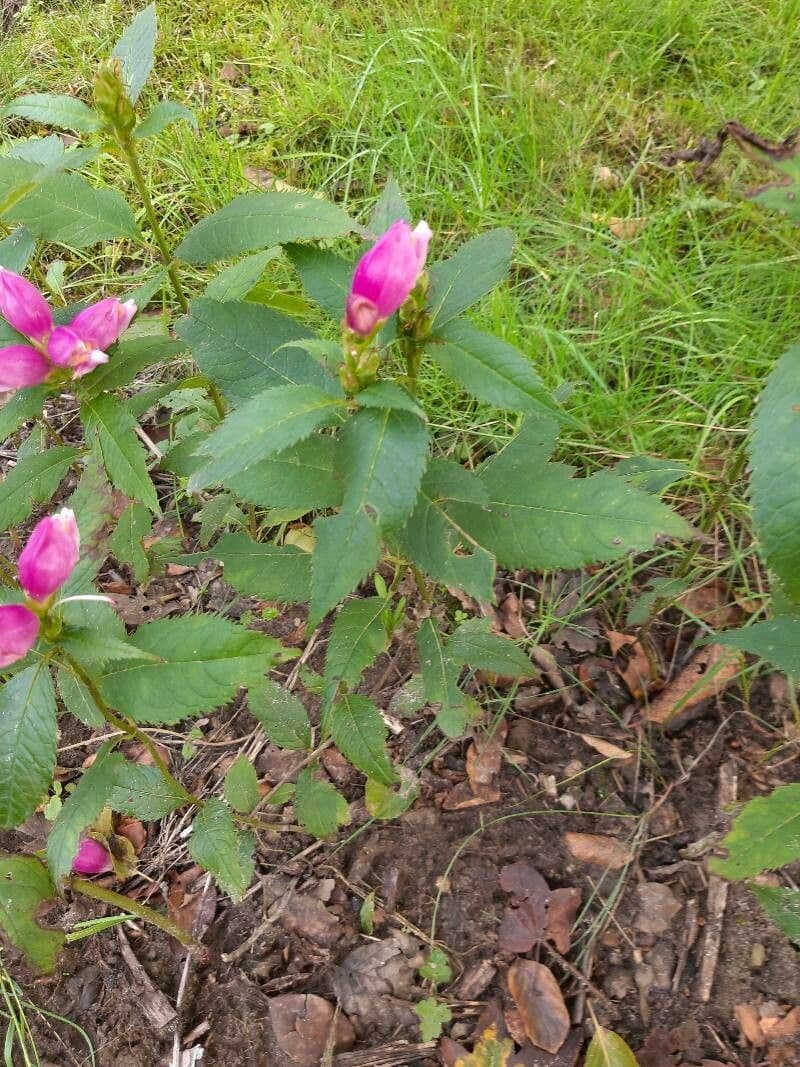 Chelone 12