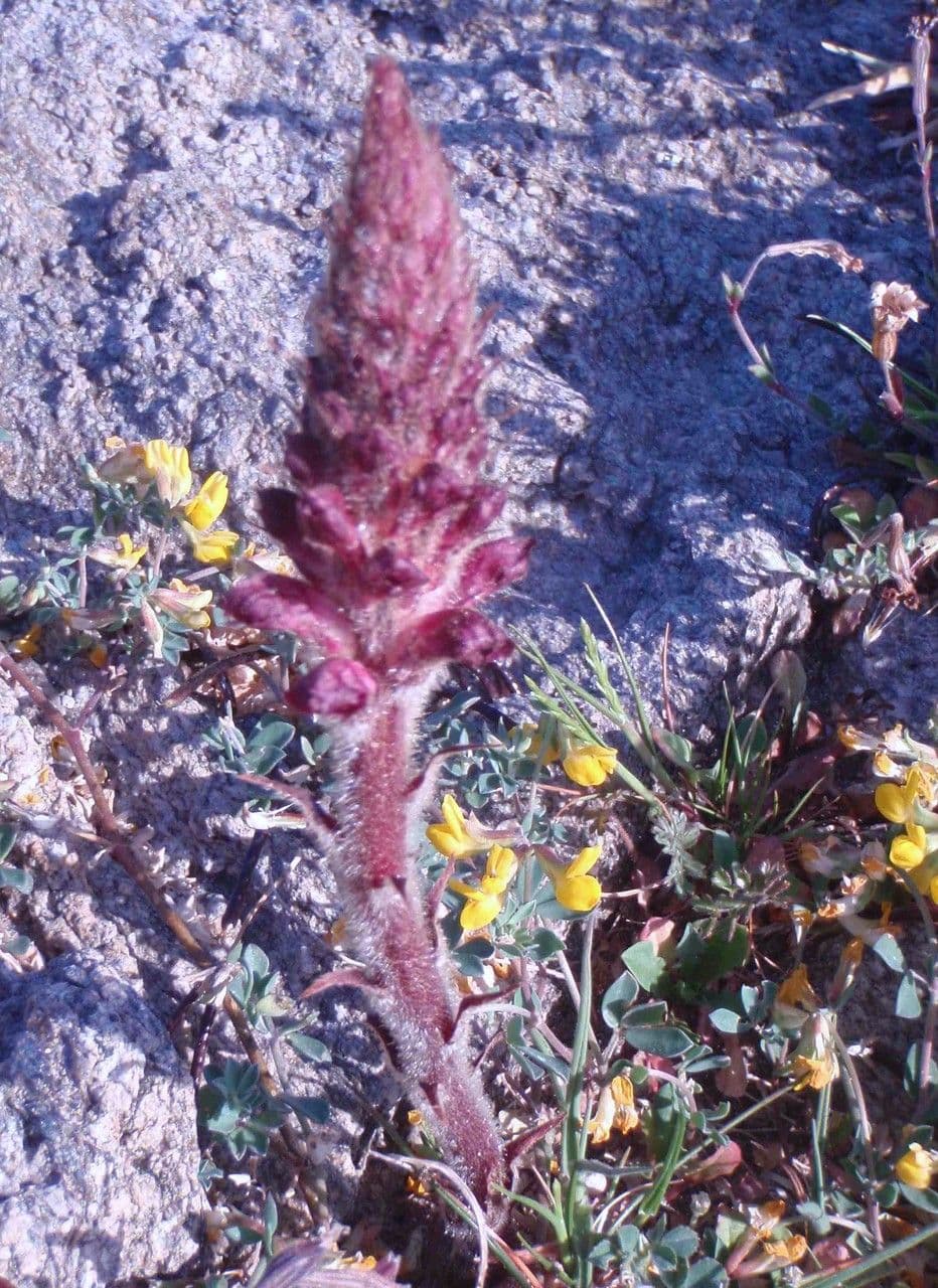 Orobanche sanguigna 10