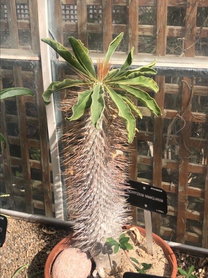 Pachypodium namaquanum 4