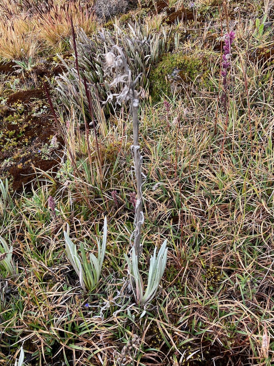 Senecio 17