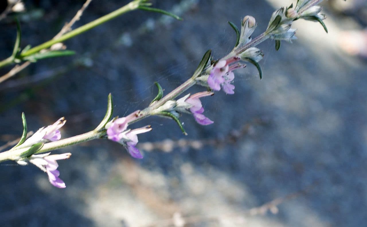 Teucrium 5