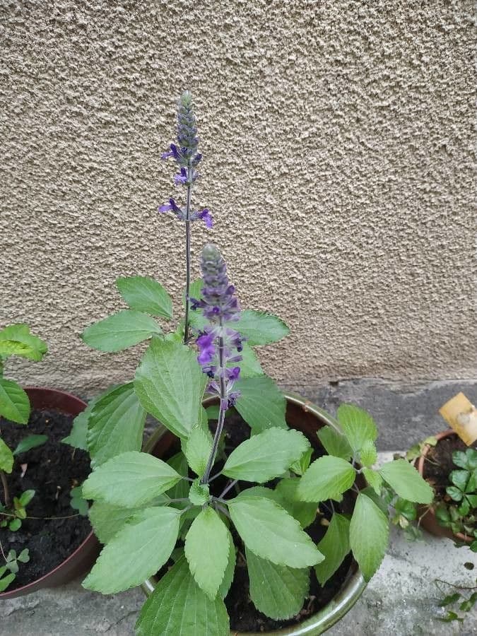 Salvia 3