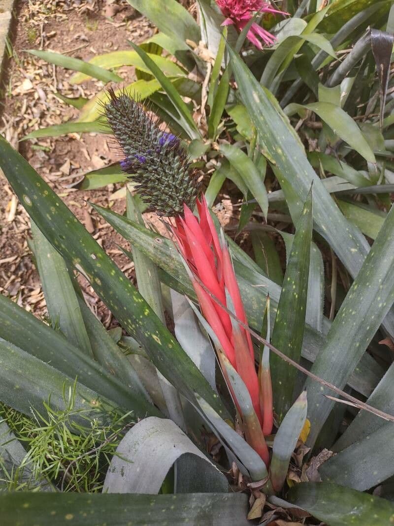 Aechmea 7