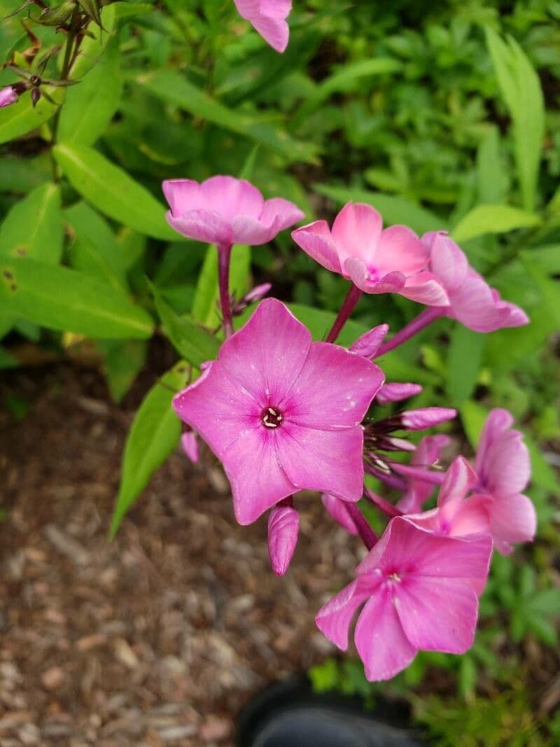 Gefleckte Phlox 3