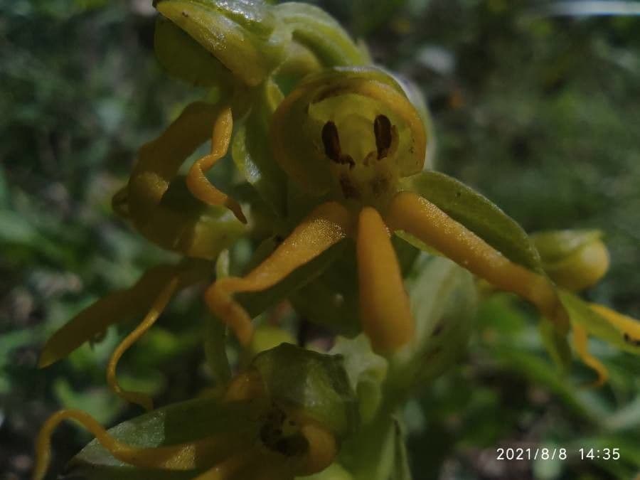 Habenaria 5