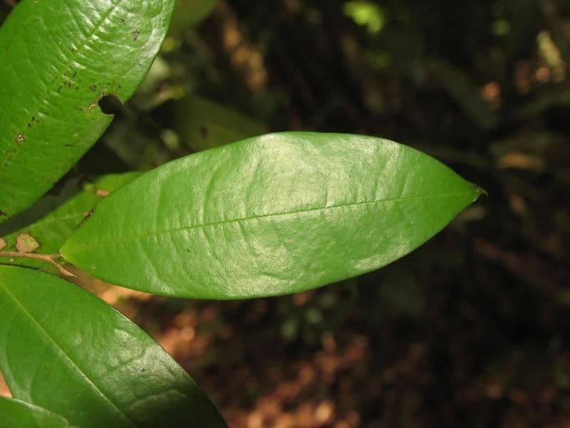 Duguetia calycina 3