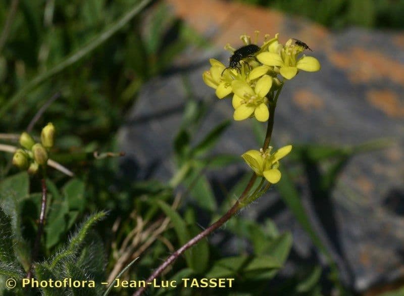 Biscutella 3
