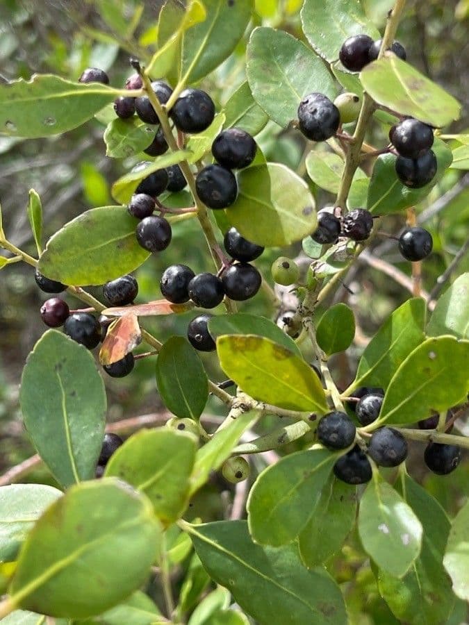 Ilex glabra 4
