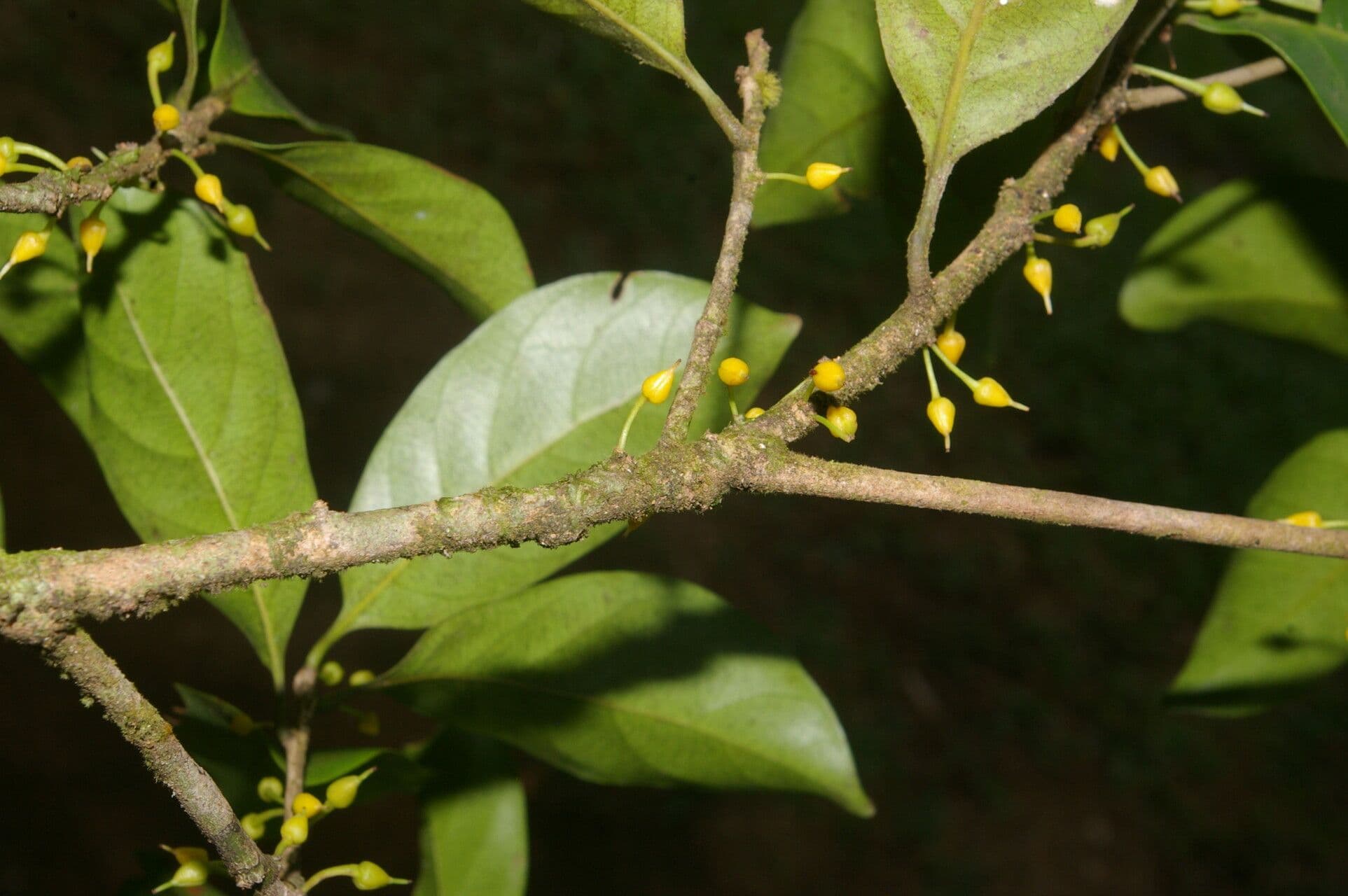 Pouteria 6