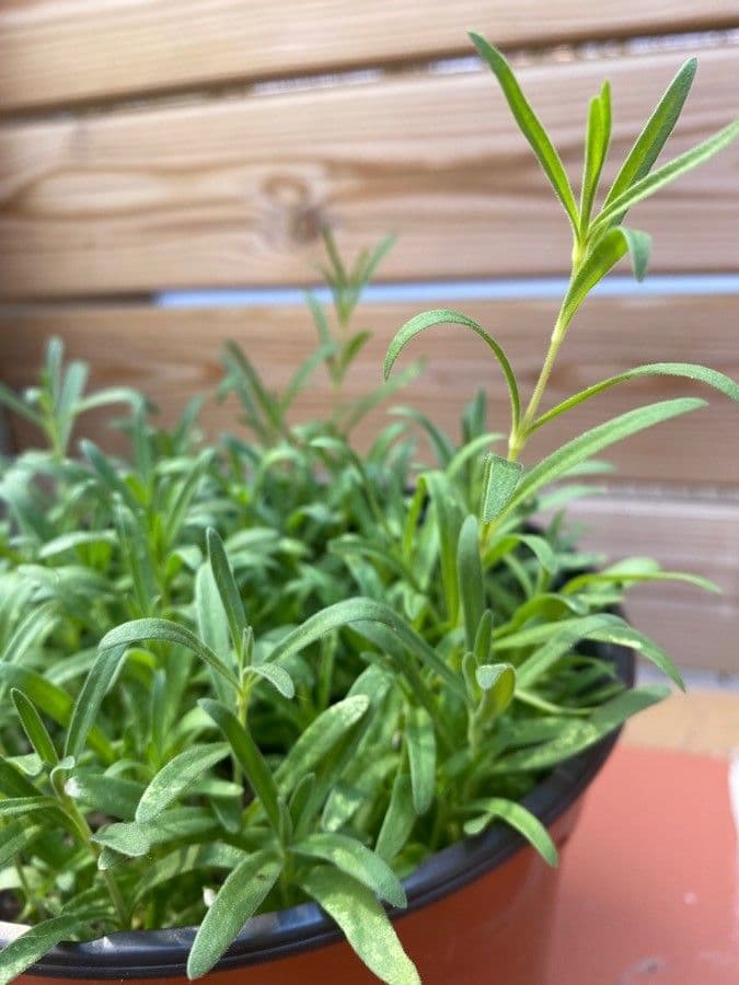 Gipsofila paniculada 19