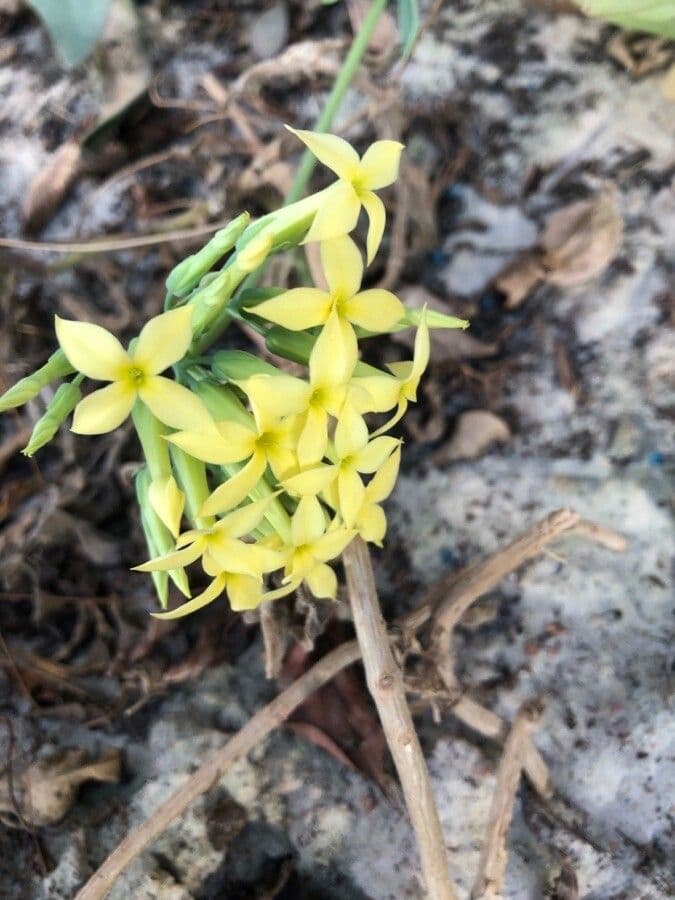 Kalanchoe