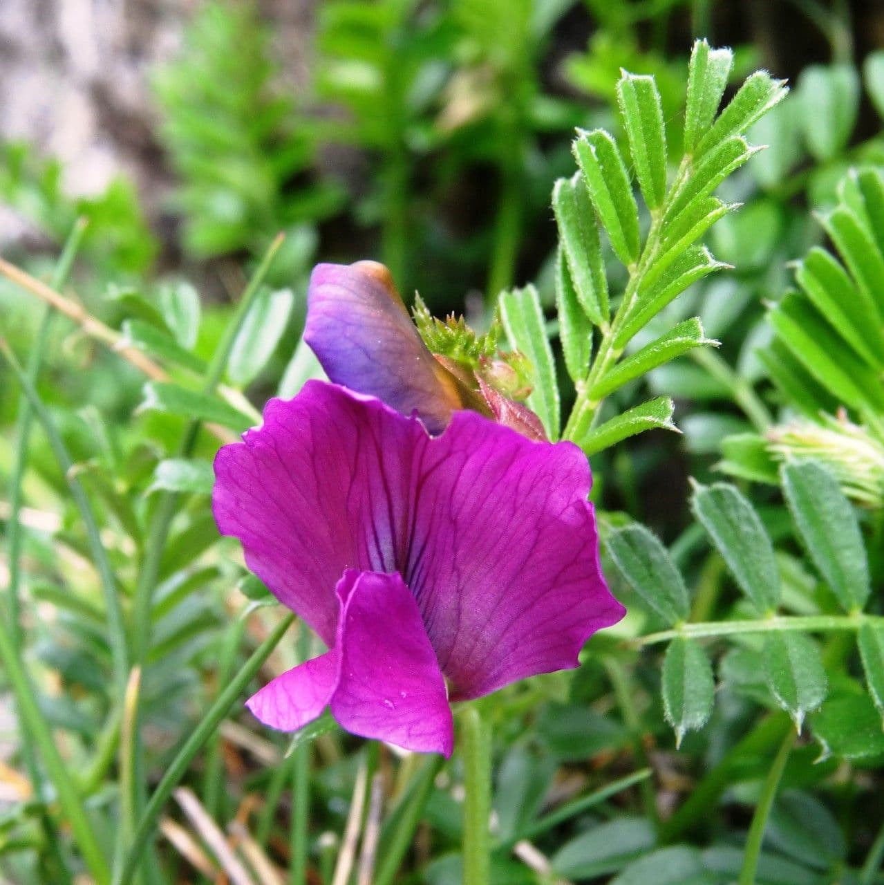 Vesce des Pyrénées 6