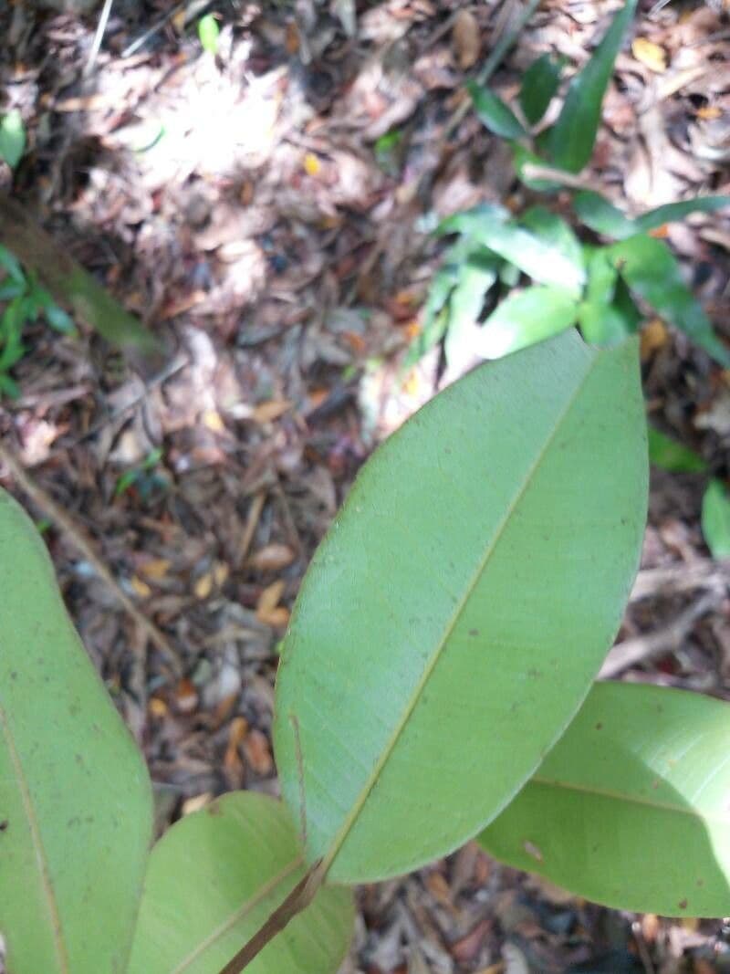 Cotylelobium