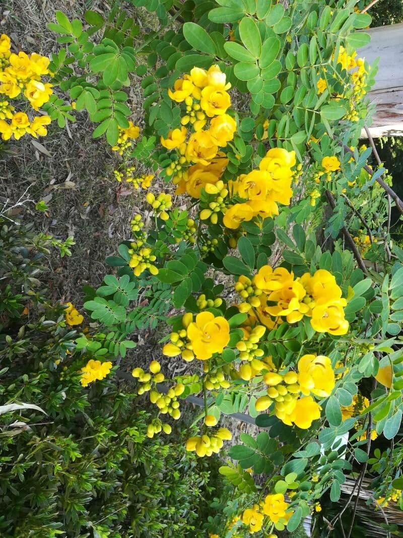 Senna pendula 4