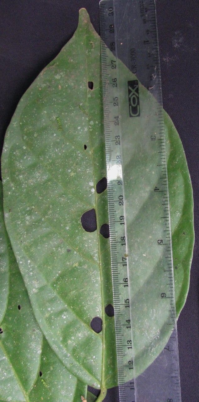 Quararibea funebris 11