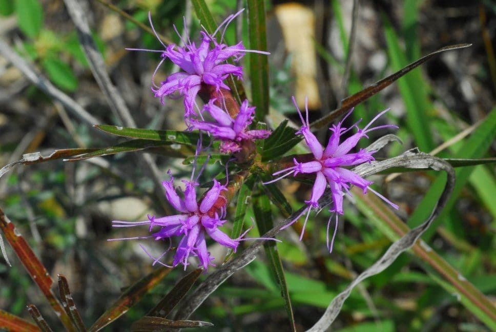 Liatris cilindrica 2