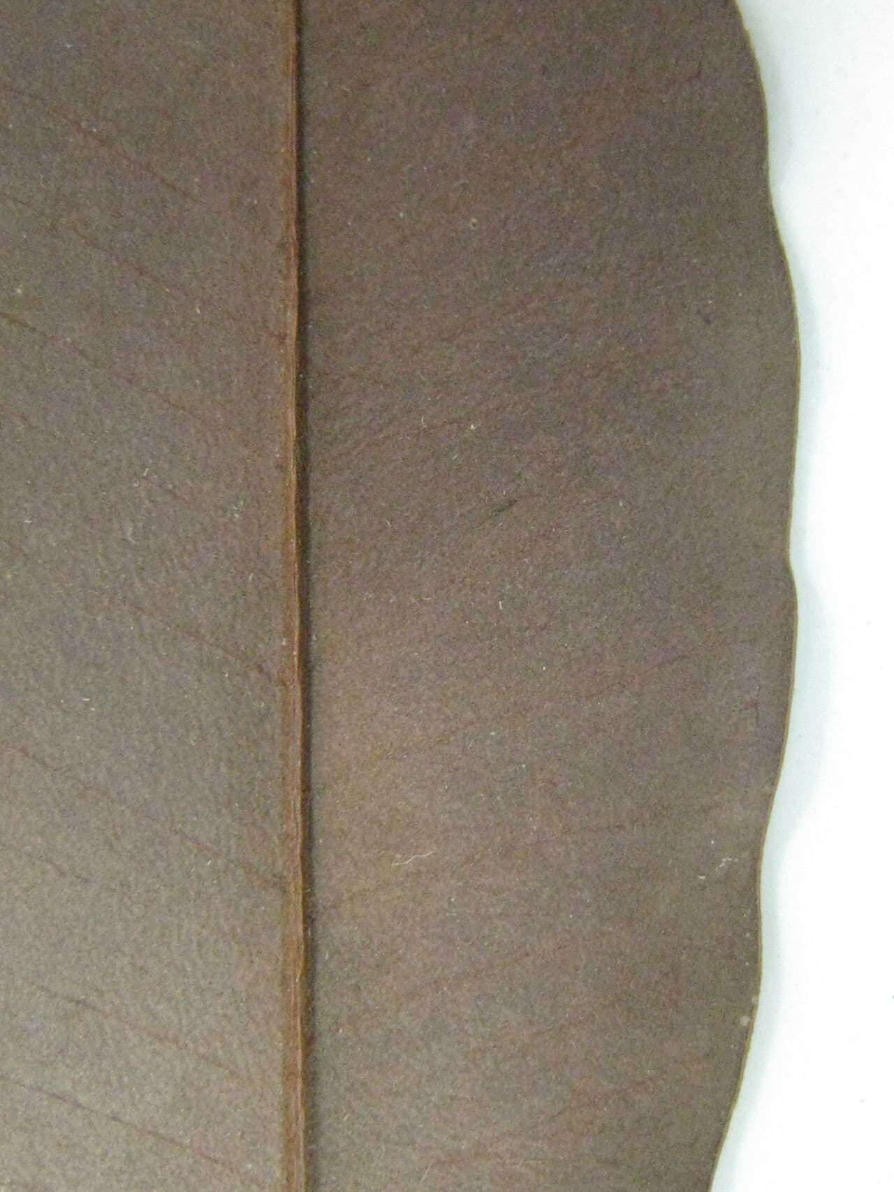 Eugenia 7