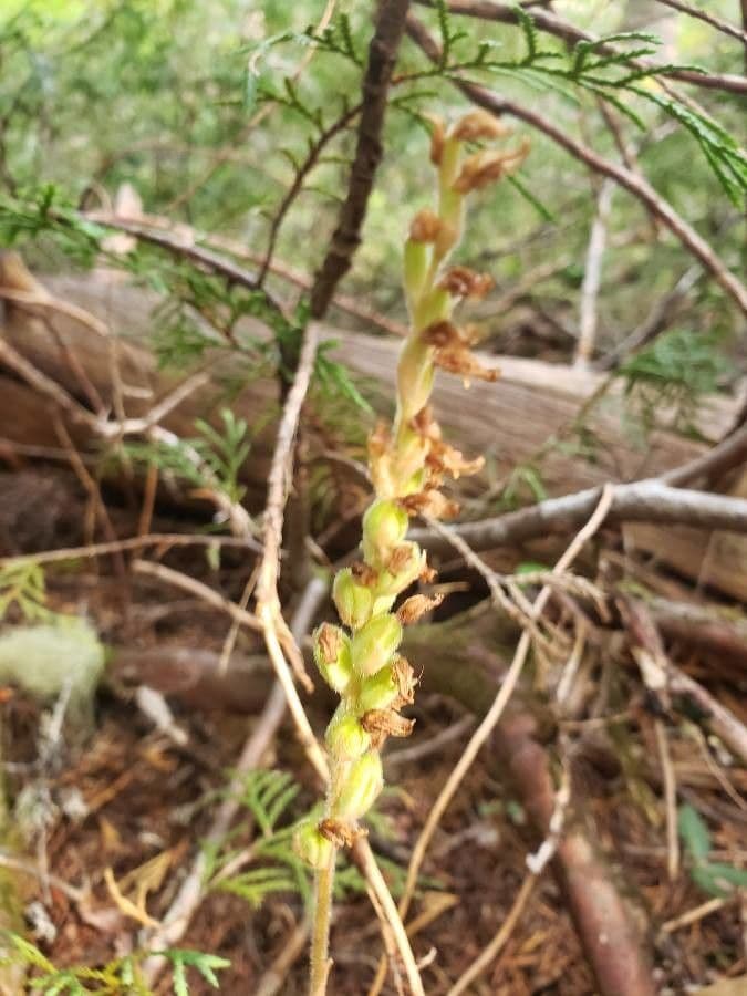 Goodyera oblongifolia