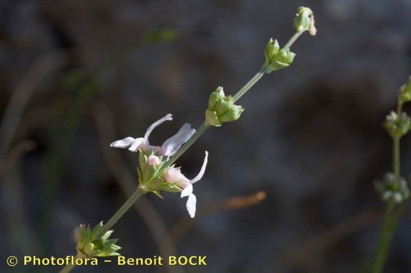 Sideritis 12