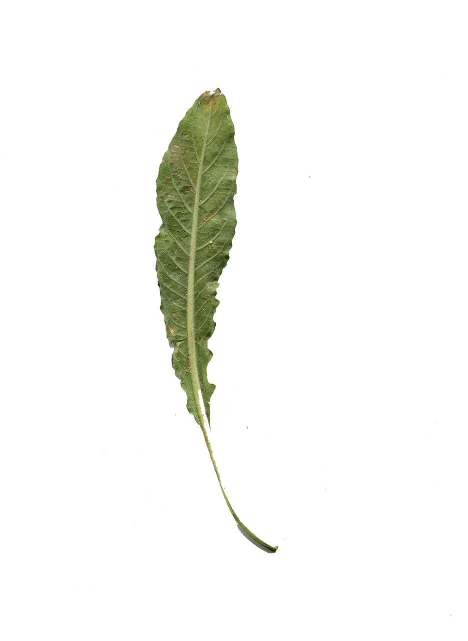 Pupalka rudostvolá 27