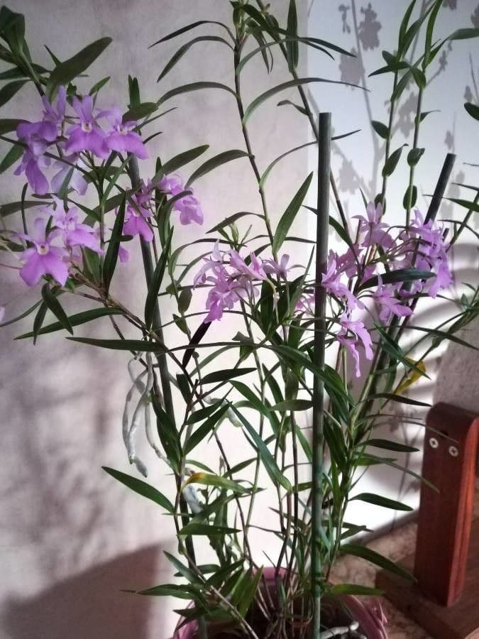 Epidendrum