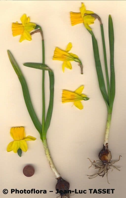 Narciso ciclamino 18