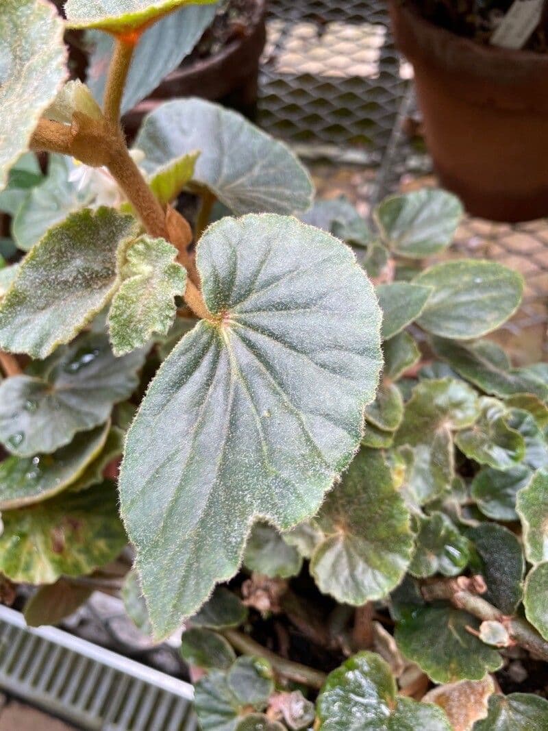 Begonia 4