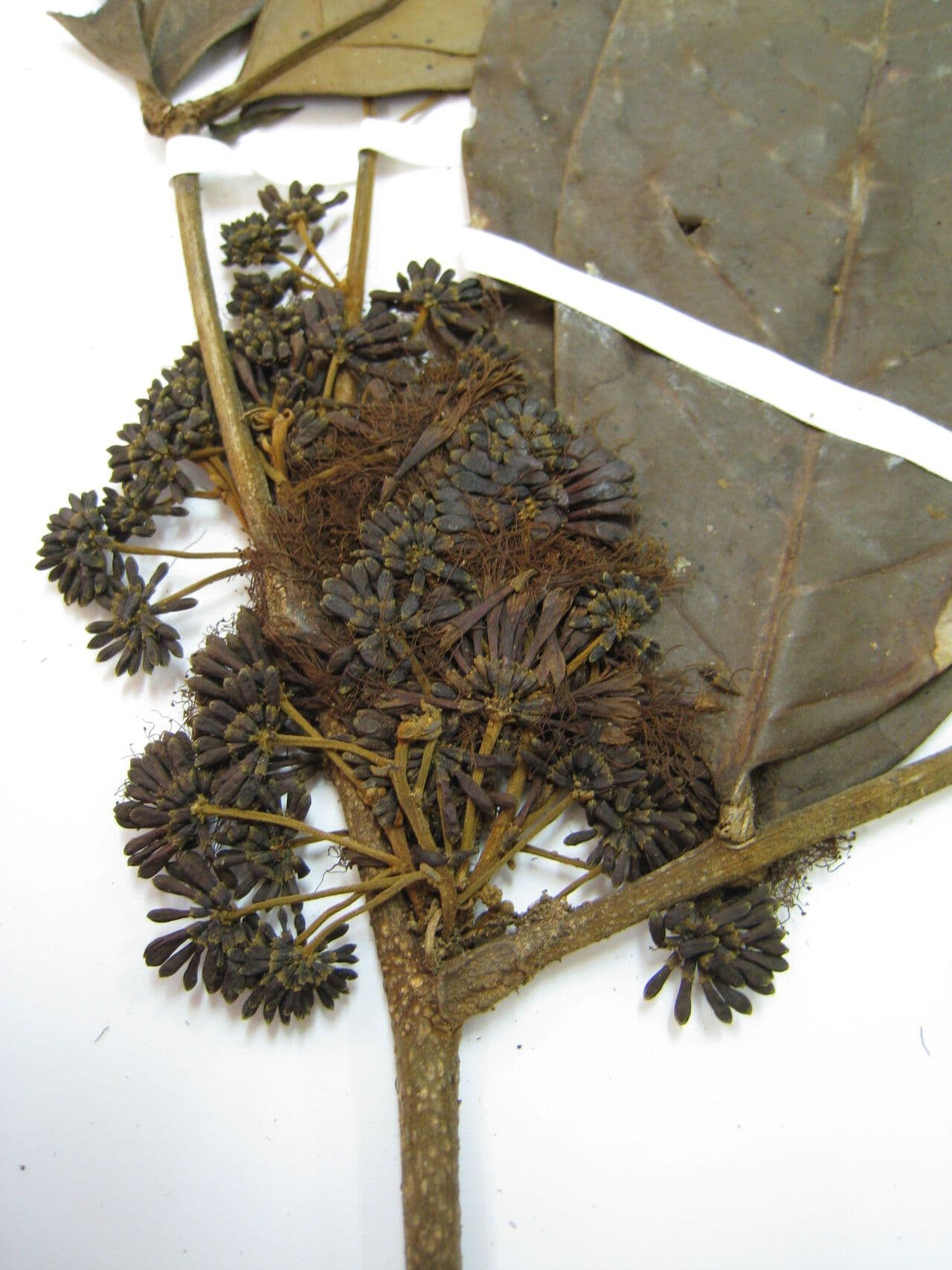 Inga 9