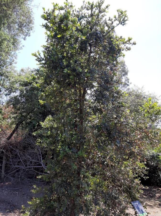 Citronela 3