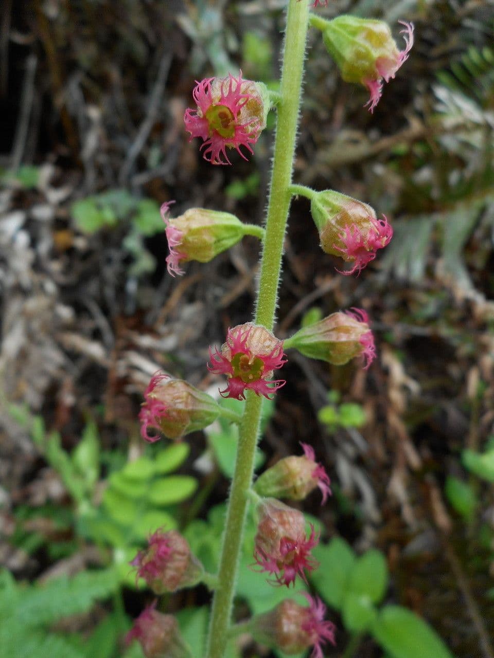 Tellima grandiflora 5