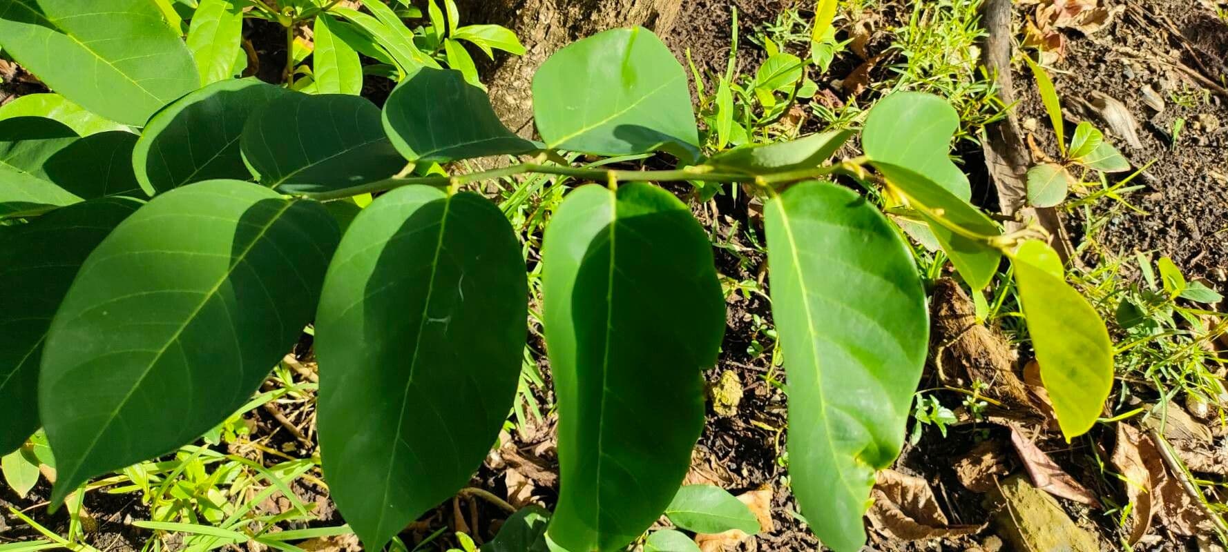Dalbergia ecastaphyllum 11