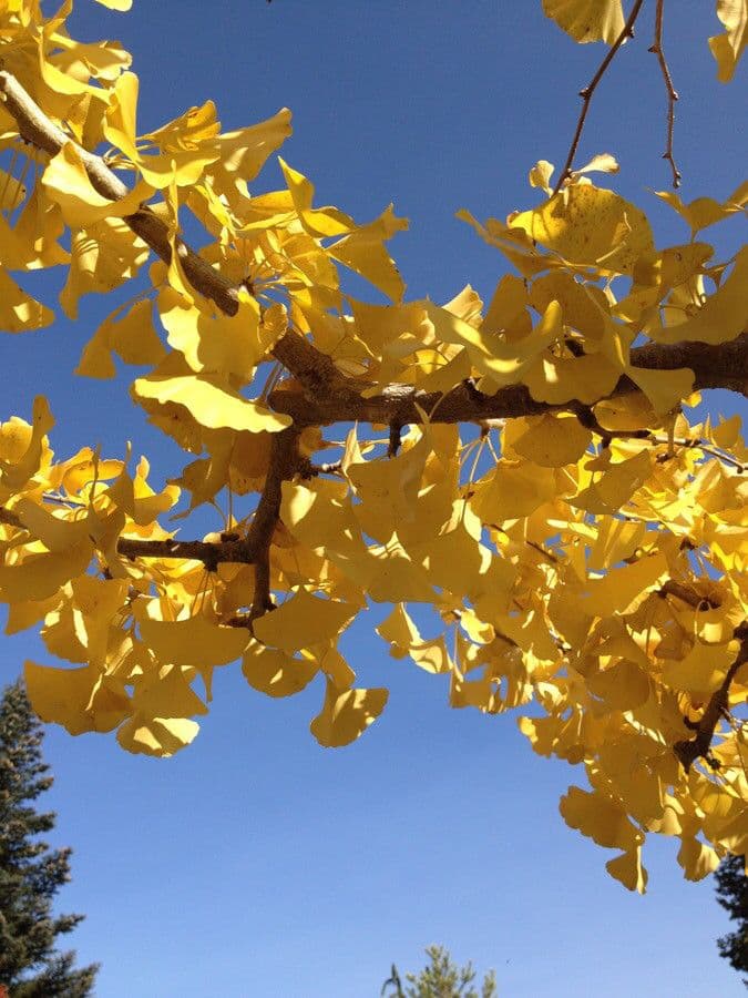 Ginkgo 13