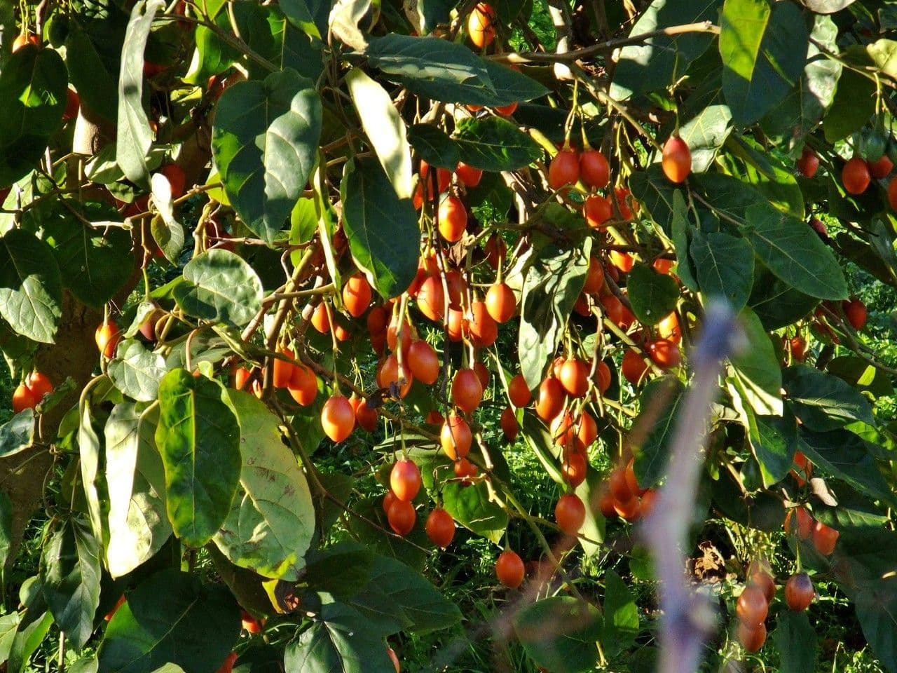 Baumtomate 29
