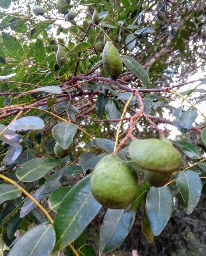 Copaiba de Langsdorff 2