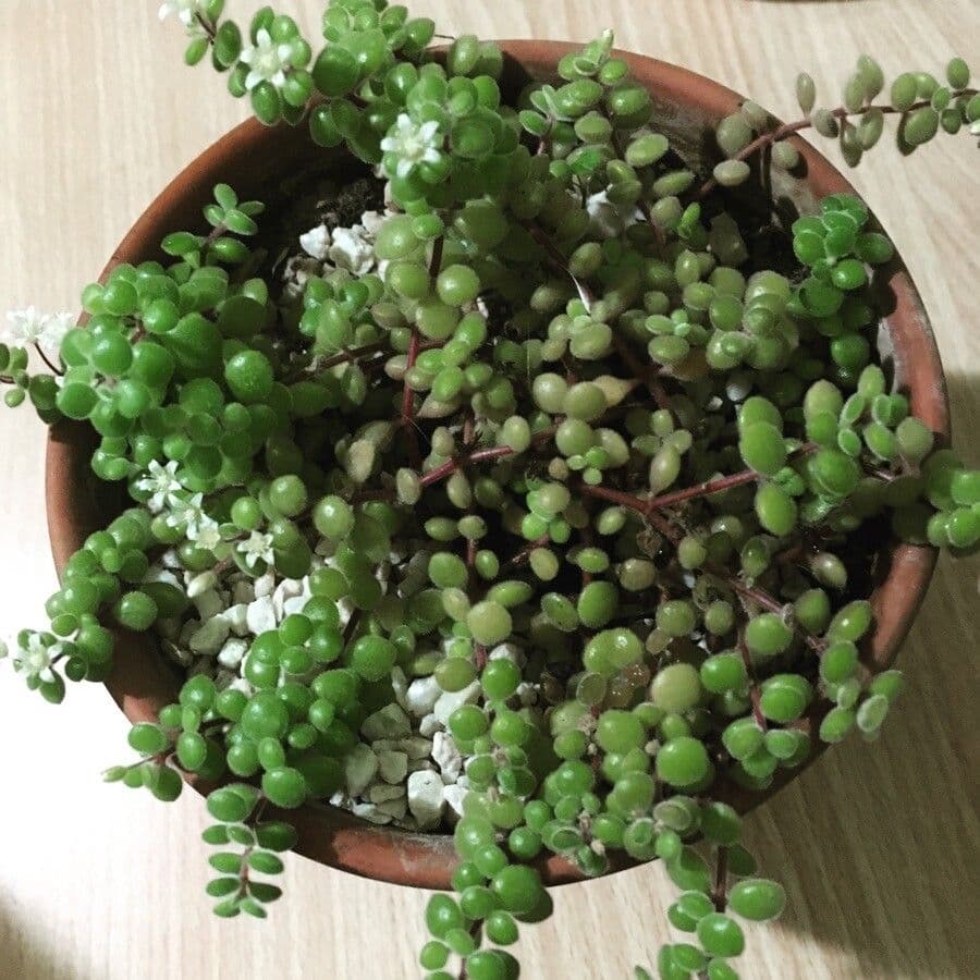 Crassula expansa 6