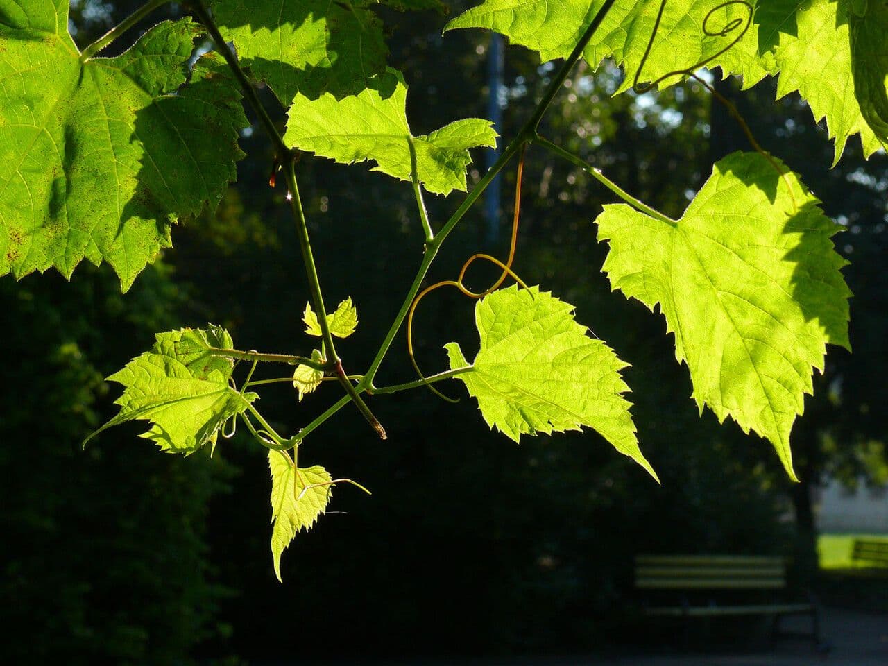 Fuchs-Weinrebe 16