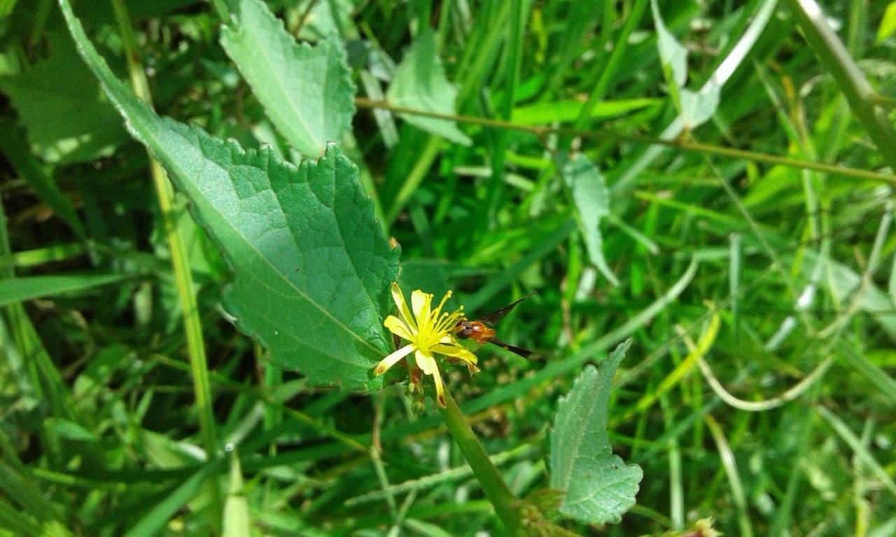 Triumfetta rhomboidea 9