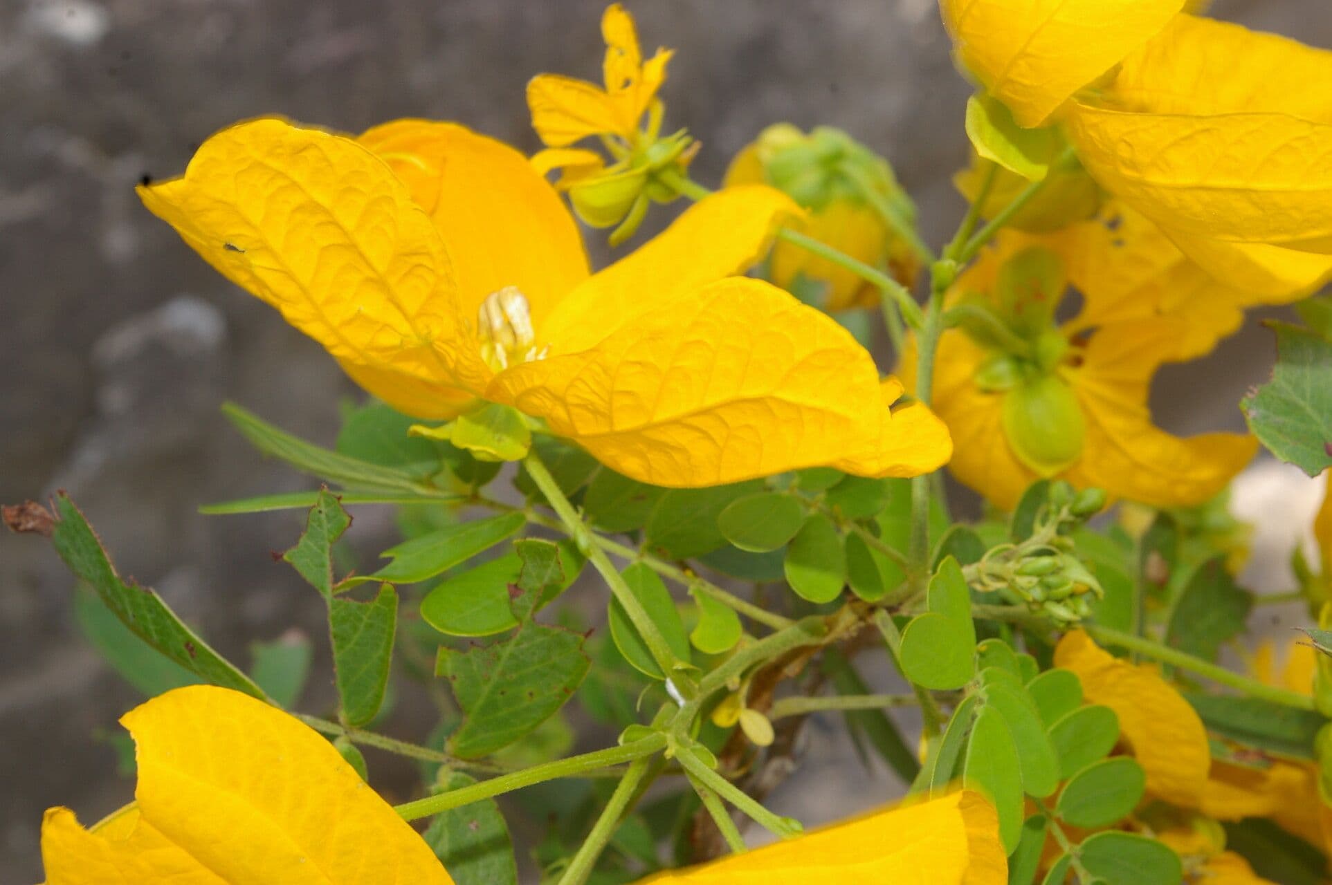 Senna 13