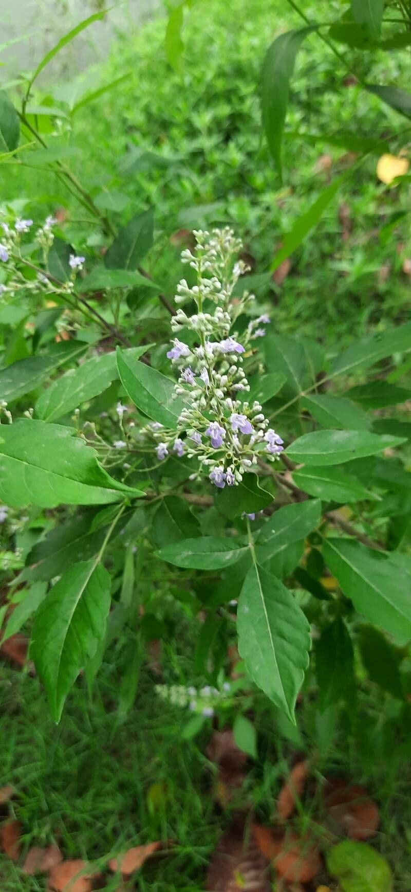Vitex 6