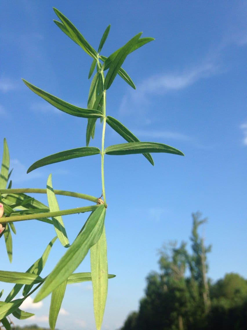 Pycnanthemum verticillatum 12
