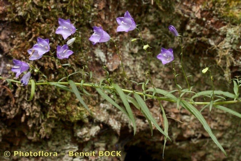 Baumgartens Glockenblume 3