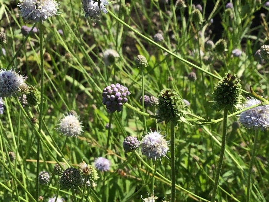Succisella