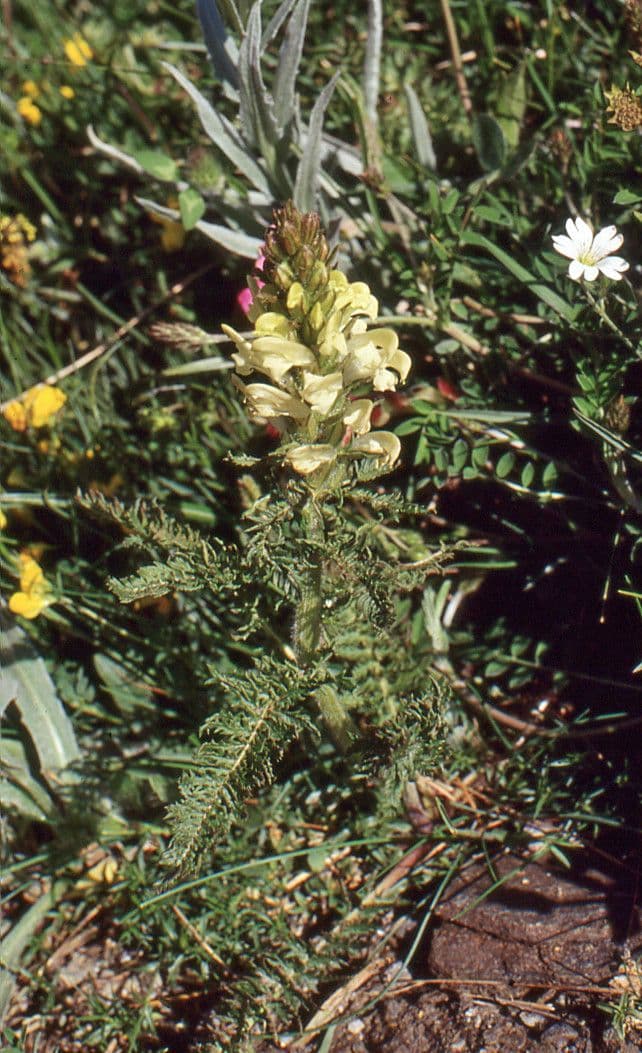 Pedicularis comosa 6