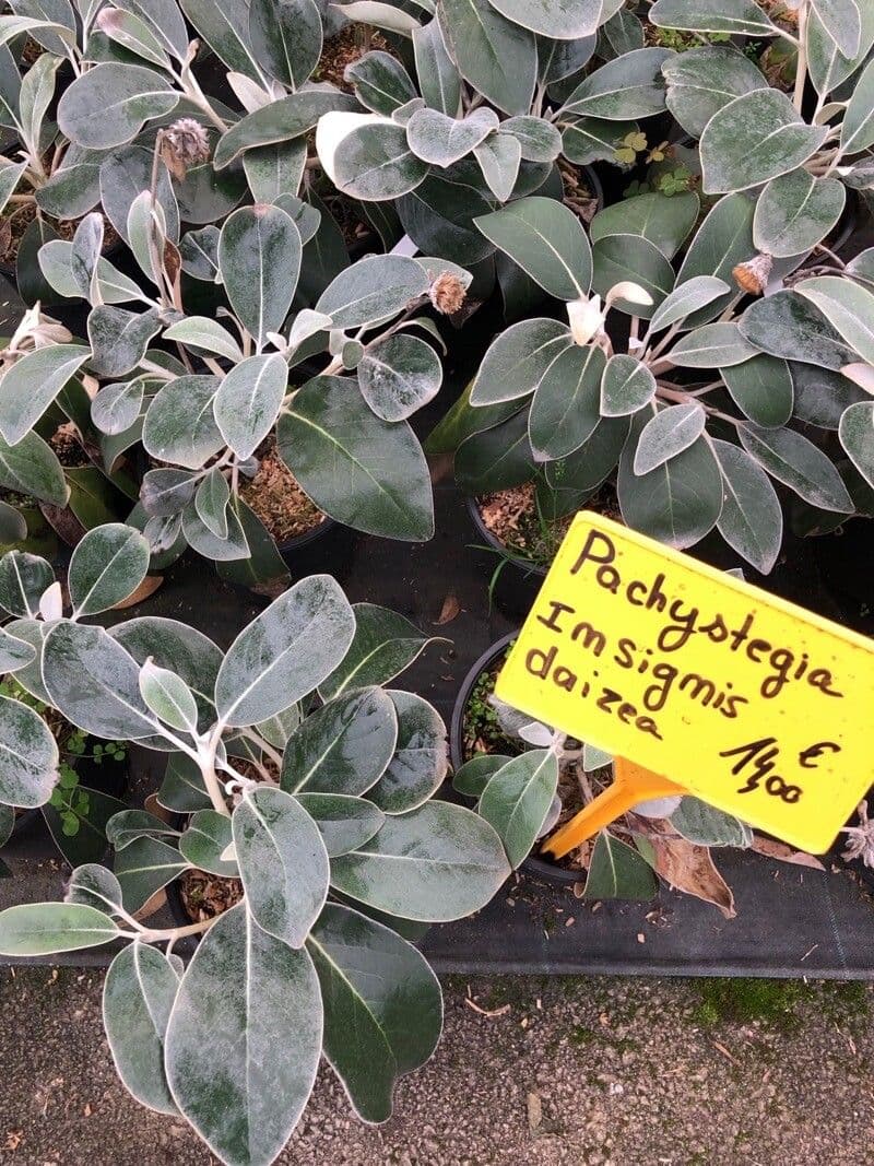 Pachystegia 7