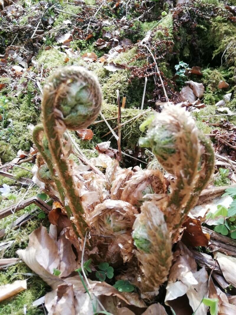 Borstiger Schildfarn 6