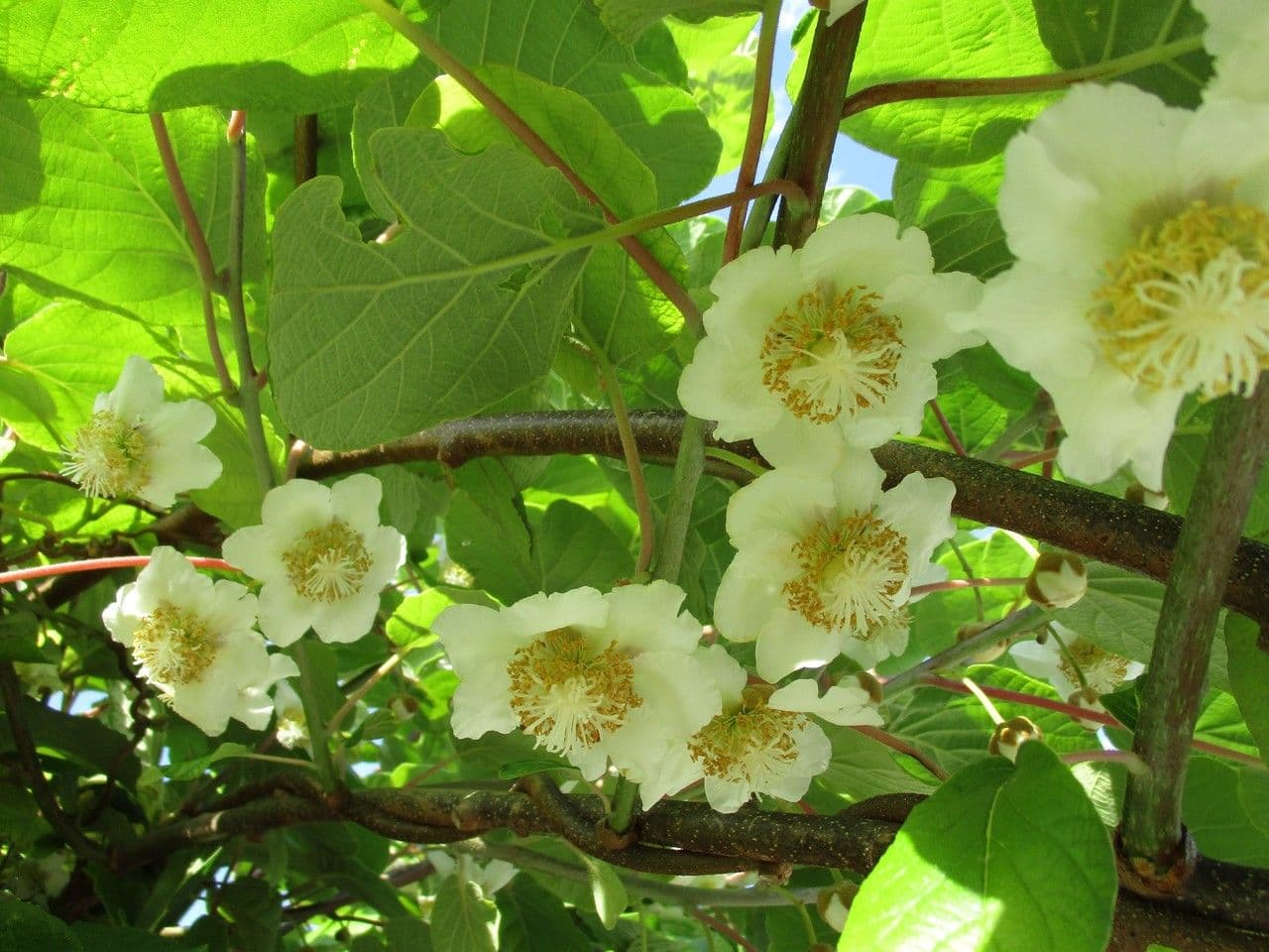 Kiwi dorato 8